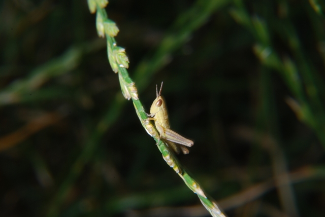 Cavalletta: prob. neanide di Euchorthippus declivus